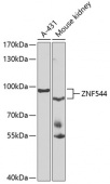 ZNF544 Rabbit pAb (A7366)
