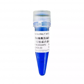 G2049-500UL 500ul Polyacrylamide Gel Page Top Gel Blue Dye