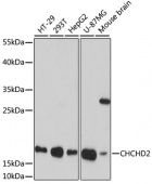 [KO Validated] CHCHD2 Rabbit pAb (A16645)