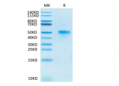 Biotinylated Recombinant Human TNFRSF4/OX40/CD134 Protein (RP02466)