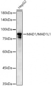 [KD Validated] MAD1/MAD1L1 Rabbit pAb (A22000)