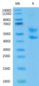 Recombinant Mouse CD3E&CD3D Heterodimer Protein (RP02215)
