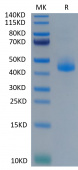 Recombinant Cynomolgus CD3 epsilon/CD3E Protein (RP02318)
