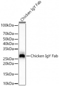 Rabbit Anti-Chicken IgY Fab (AS088)