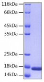 Recombinant Human IL-36 alpha/IL-1F6 Protein (RP00027)
