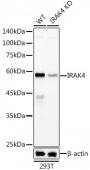[KD Validated] IRAK4 Rabbit mAb (A20839)