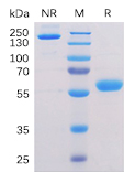 Recombinant Human BTN3A1/CD277 Protein (RP02253)