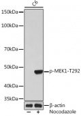 Phospho-MEK1-T292 Antibody kit (RK05808)