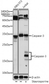 [KO Validated] Caspase-3 Rabbit pAb (A16794)