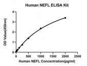 Rabbit anti-Human NEFL mAb  (RM17782)