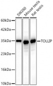 [KD Validated] TOLLIP Rabbit mAb (A23780)