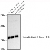 Symmetric DiMethyl-Histone H3-R8 Rabbit pAb (A20820)