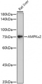 [KO Validated] AMPKα2 Rabbit pAb (A7339)