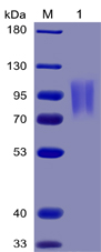 Recombinant Human B7-2/CD86 Protein (RP02221)