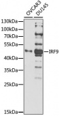 [KO Validated] IRF9 Rabbit pAb (A21331)