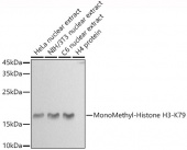 MonoMethyl-Histone H3-K79 Rabbit pAb (A20821)