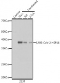 SARS-CoV-2 NSP16 Rabbit pAb (A20283)