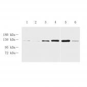 GB11868 Anti -E Cadherin Rabbit pAb Antibody