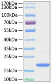 Active Recombinant Human TNFSF13B/BAFF/CD257 Protein (RP00018)