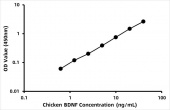 Chicken Brain-derived neurotrophic factor (BDNF) ELISA Kit (RK06038)