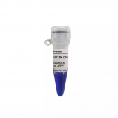 GN15K DNA Marker for Nucleic Acid DNA Electrophoresis Reagent 500bp -15000bp Ladder