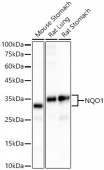 [KD Validated] NQO1 Rabbit mAb (A19586)