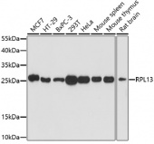 [One Step]RPL13 Antibody Kit (RK05697)