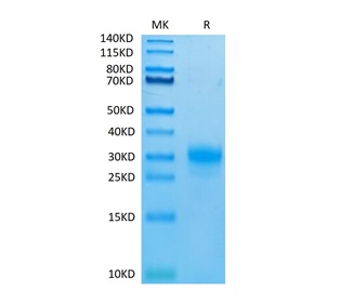 Biotinylated Recombinant Human TSLP(R127A, R130A) Protein (RP02094)