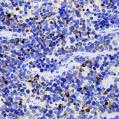 GB12186 Anti -TLR4 Mouse mAb Antibody