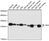 [One Step]AK4 Antibody Kit (RK05619)