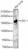 ZO-1 Rabbit pAb (A0659)