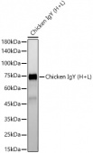 Rabbit Anti-Chicken IgY (H+L) (AS090)