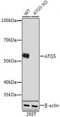 [KO Validated] ATG5 Rabbit mAb (A19677)