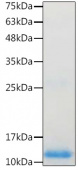 Recombinant Human BMP-4 Protein (RP02512)