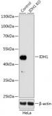 [KO Validated] IDH1 Rabbit pAb (A18023)