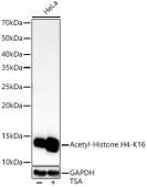 Acetyl-Histone H4-K16 Rabbit mAb (A23091)