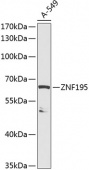ZNF195 Rabbit pAb (A14071)