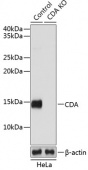 [KO Validated] CDA Rabbit pAb (A19846)