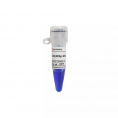GN100bp DNA Ladder III Nucleic Acid Electrophoresis Marker 100- 1000bp