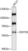 ZNF703 Rabbit pAb (A14325)