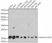 [KO Validated] Histone H2A.Z Rabbit mAb (A4599)