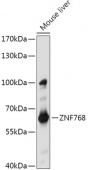 ZNF768 Rabbit pAb (A17771)
