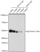 HRP-conjugated Goat Anti-Mouse IgG Heavy Chain (AS064)