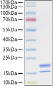 Recombinant Human TNFSF18/GITR Ligand Protein (RP01433)