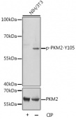 Phospho-PKM-Y105 Antibody kit (RK06003)