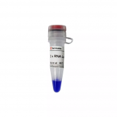 2× RNA Loading Buffer for Nucleic Acid Electrophoresis RNA Loading Reagent