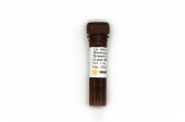 Genious 2X SYBR Green Fast qPCR Mix (Low ROX Premixed) (RK21206)