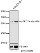 Phospho-SRC Family-Y416 Antibody kit (RK06002)