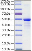 Recombinant Human 12E7/CD99 Protein (RP01050)