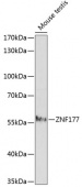 ZNF177 Rabbit pAb (A14803)